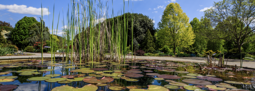 A water feature at UT Gardens with tall grasses and Lilly pads overlooks a line of green trees and blue sky  