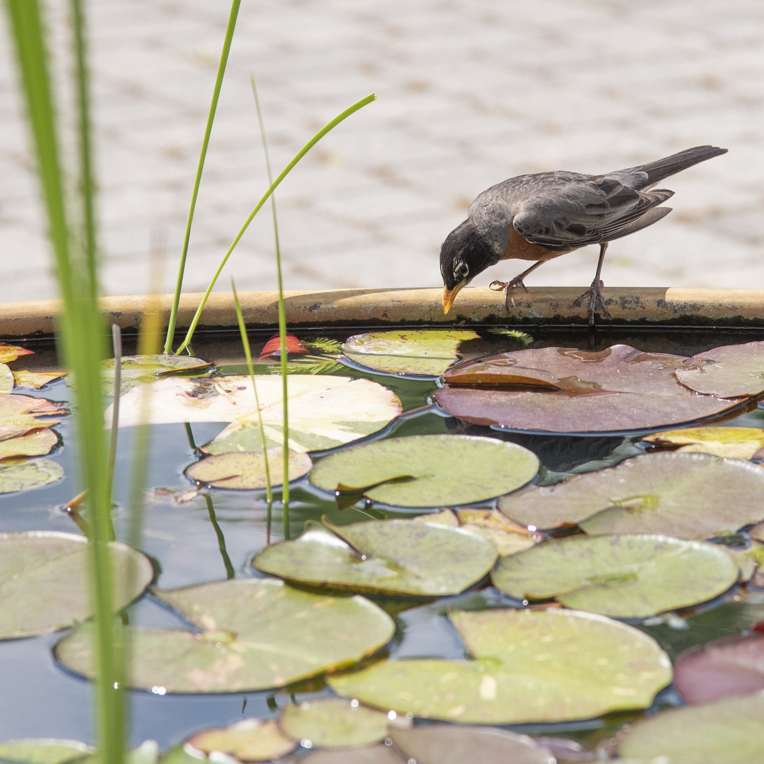 Bird sits on edge of water feature full of Lilly pads and grasses 