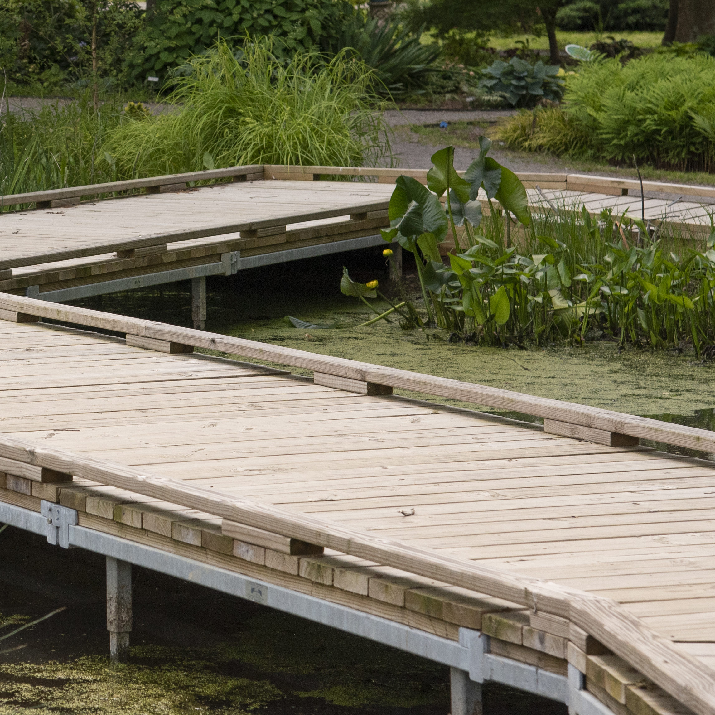Curved bridge meanders through pond in UT Gardens 