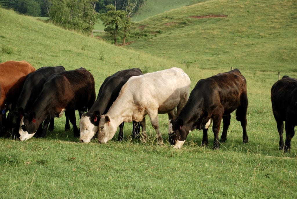 A group of cows graze on a green hill