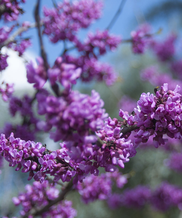 Purple blossoms are shown against a blue sky 