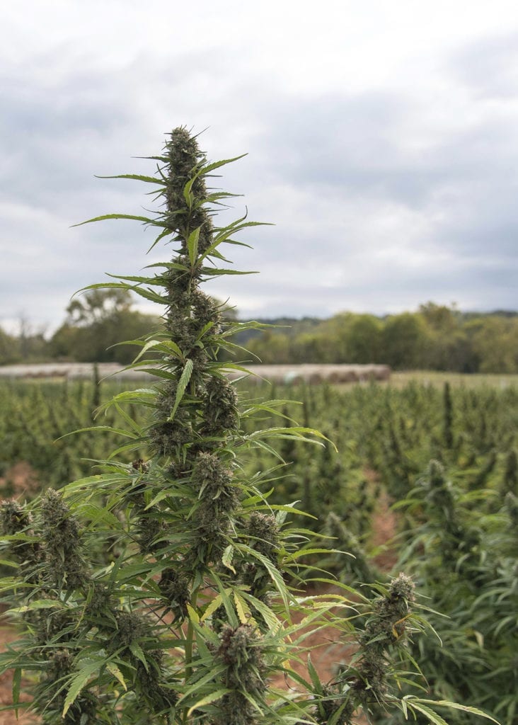 Hemp being grown in a field