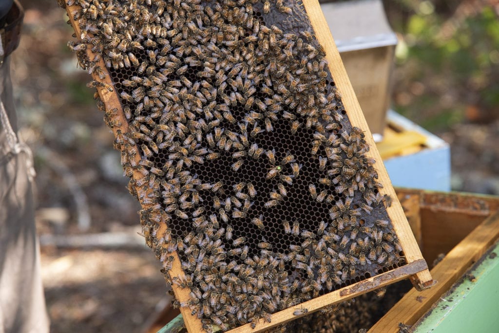 Honeybees are shown moving over a screen in a hive