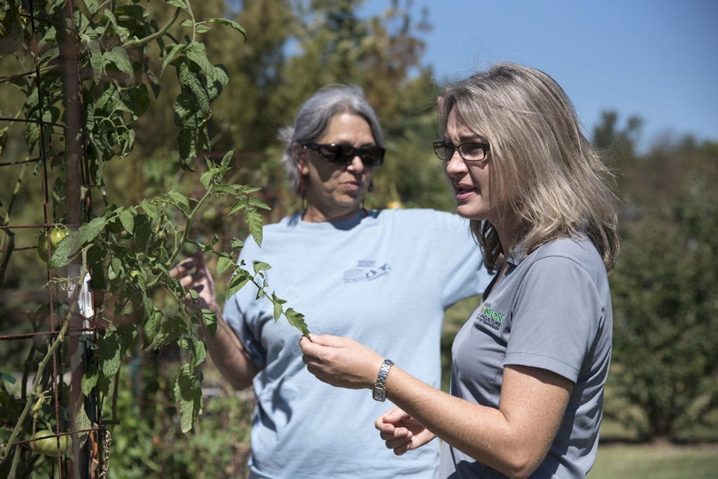 Two women examine a tomato plant in a garden