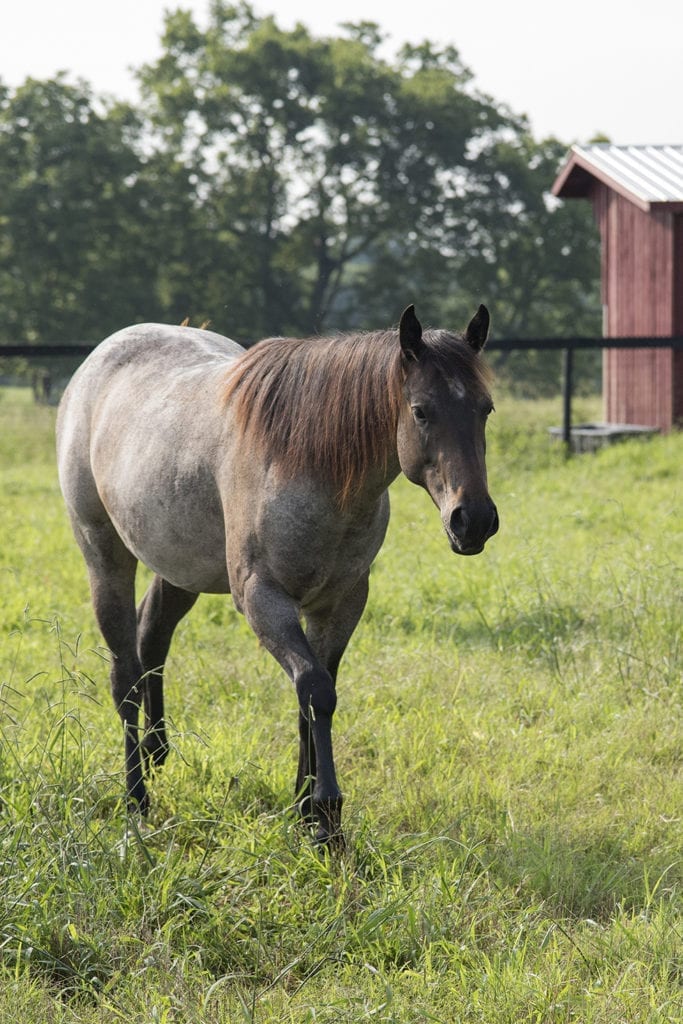 A horse walks towards the camera with a red barn in the background