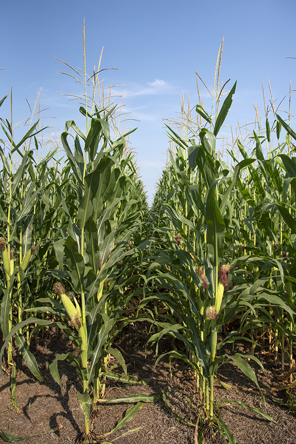 A field of corn with a blue sky in the background