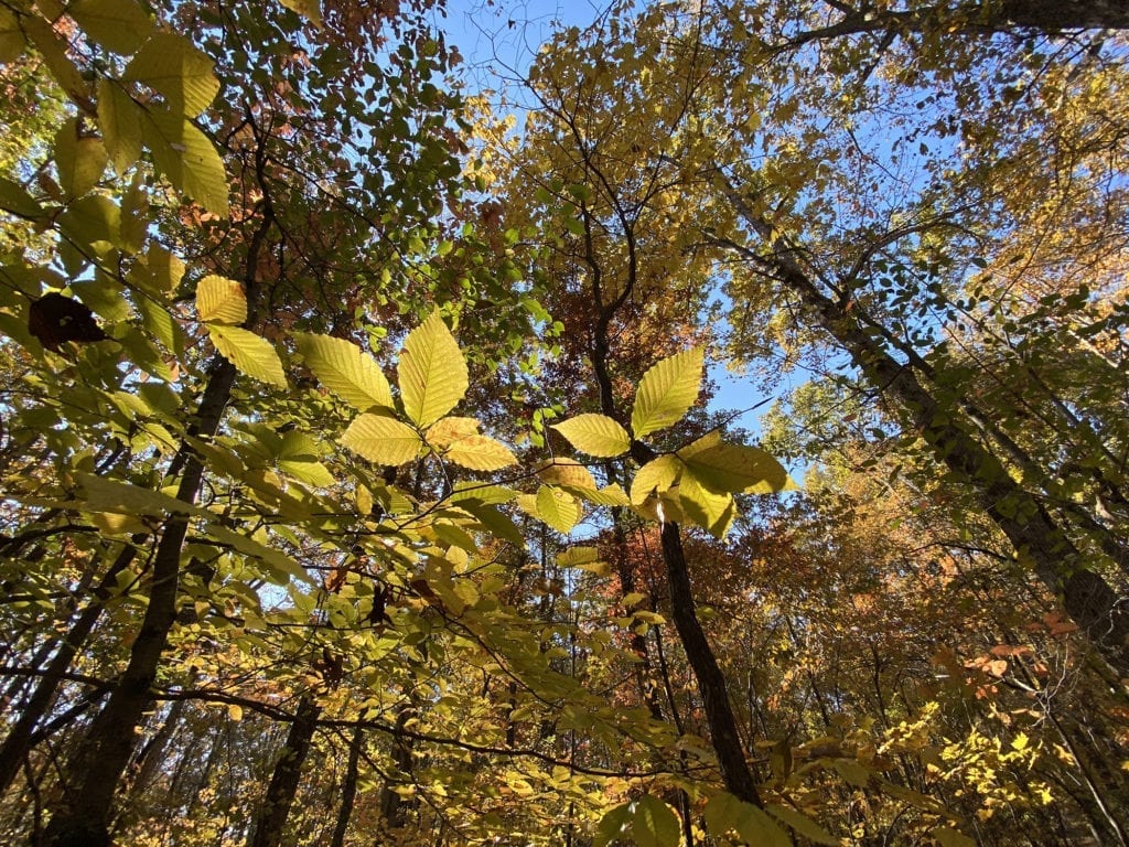 A leafy canopy of autumn leaves