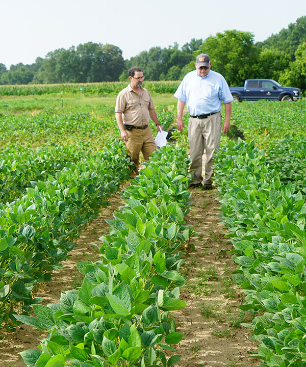 Two men walk down a row of soybean plants in a field 