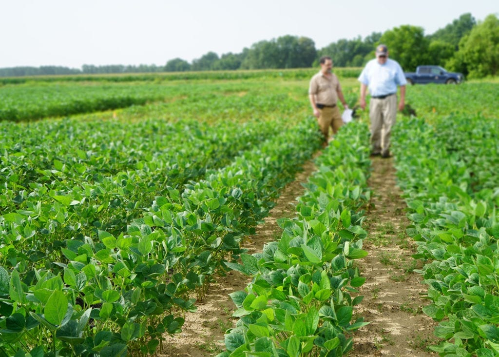 A field of green soybeans with two men walking through the rows in the distance