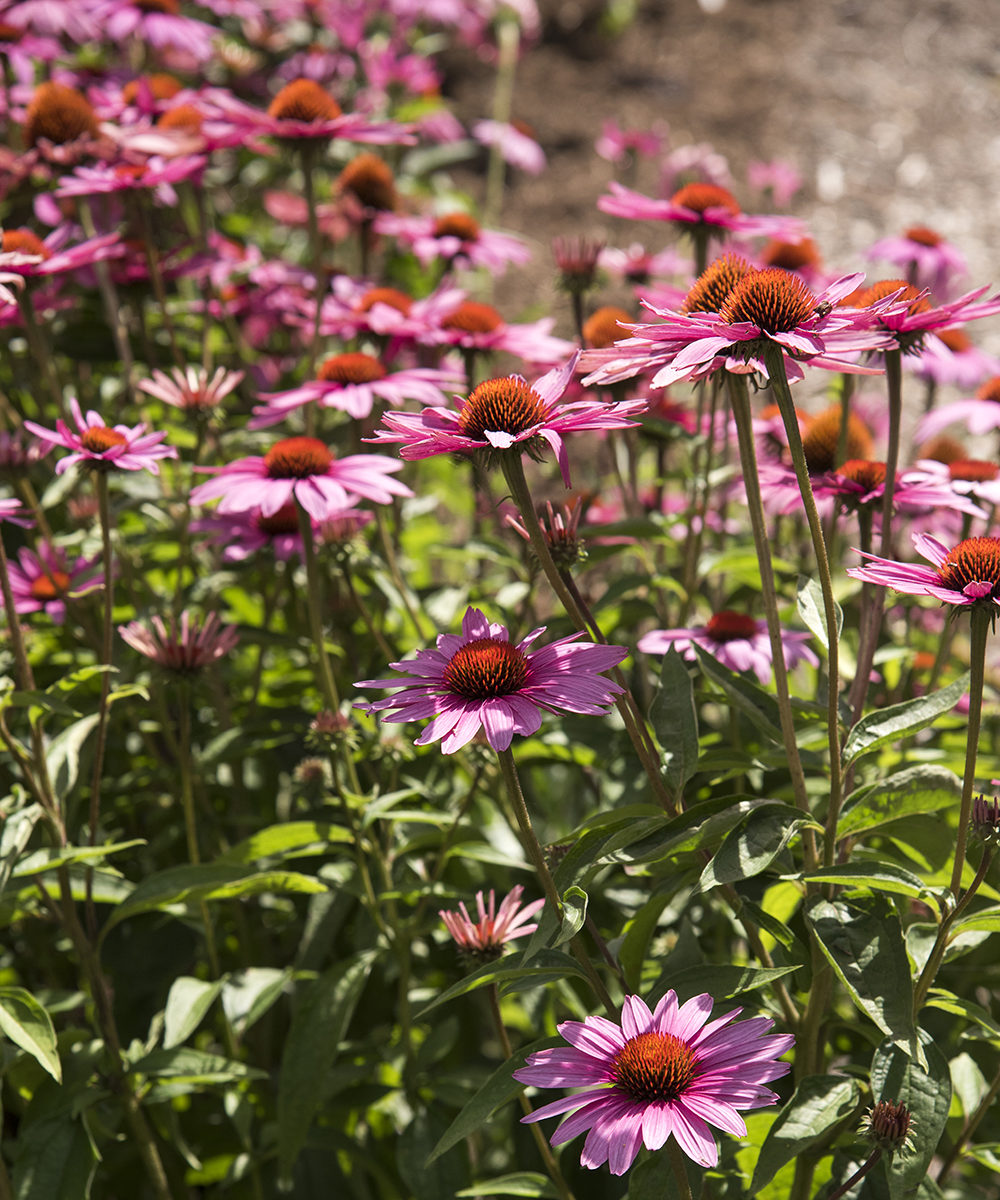 Pink and orange blooms above green leafy foliage 