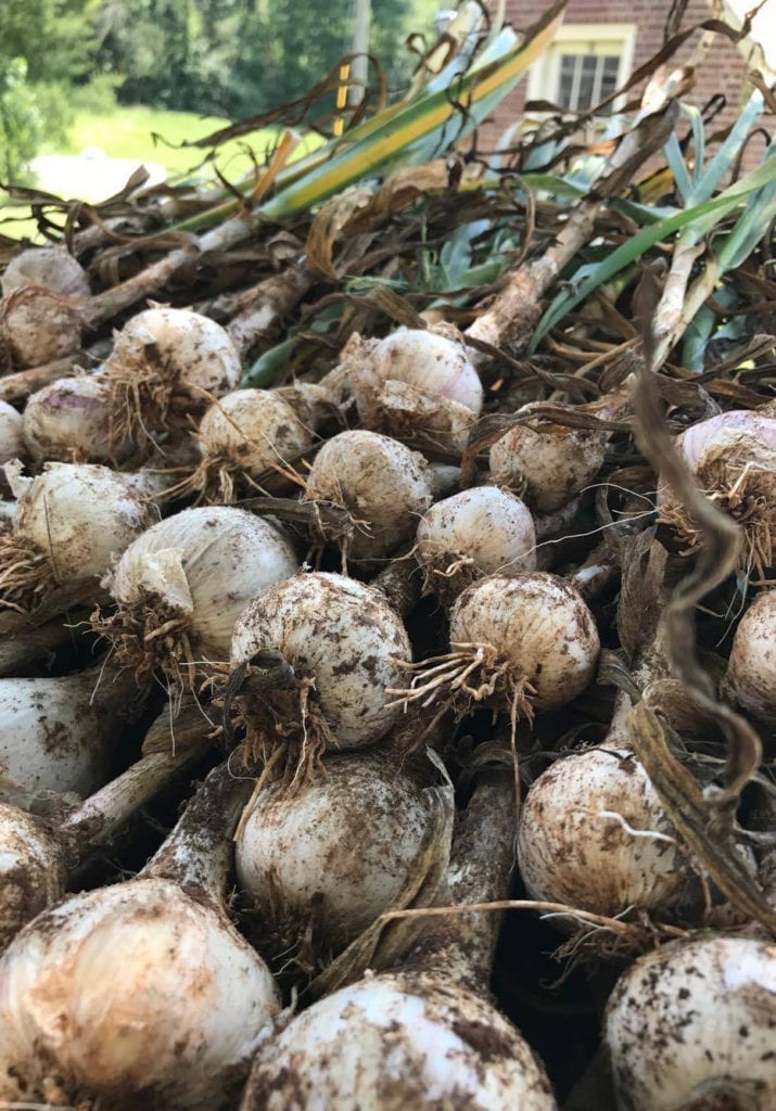 A bunch of turnips, still slightly dirty from being picked