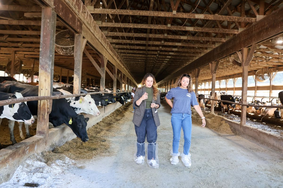 Two people walking through a barn with dairy cattle
